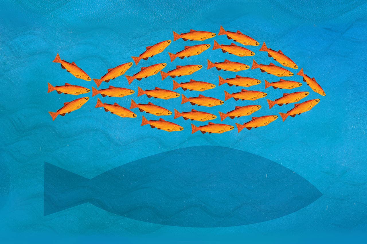 Fishy quiz
